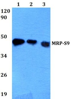 Invitrogen MRPS9 Polyclonal Antibody 100 &mu;L; Unconjugated:Antibodies,