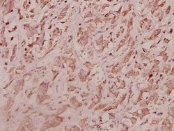 Invitrogen RPL7 Polyclonal Antibody 100 &mu;L; Unconjugated:Antibodies,