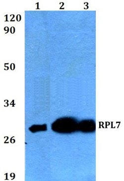 Invitrogen RPL7 Polyclonal Antibody 100 &mu;L; Unconjugated:Antibodies,