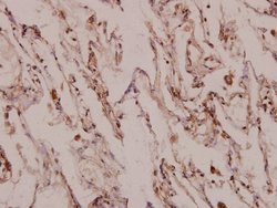 Invitrogen MINT3 Polyclonal Antibody 100 &mu;L | Buy Online | Invitrogen&trade; | Fisher Scientific