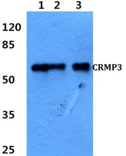 Invitrogen CRMP3 Polyclonal Antibody 100 &mu;L; Unconjugated:Antibodies,