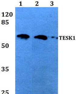 Invitrogen TESK1 Polyclonal Antibody 100 &mu;L; Unconjugated:Antibodies,