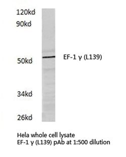 Invitrogen EEF1G Polyclonal Antibody 100 &mu;L; Unconjugated:Antibodies,