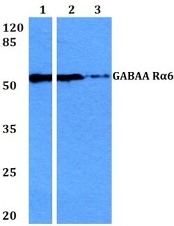 Invitrogen GABRA6 Polyclonal Antibody 100 &mu;L | Buy Online | Invitrogen&trade; | Fisher Scientific