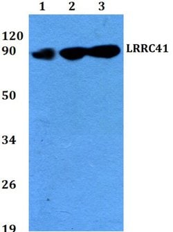 Invitrogen LRRC41 Polyclonal Antibody 100 &mu;L; Unconjugated:Antibodies,