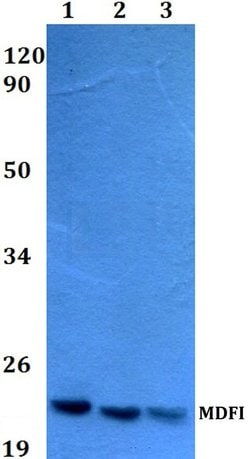 Invitrogen MDFI Polyclonal Antibody 100 &mu;L; Unconjugated:Antibodies,