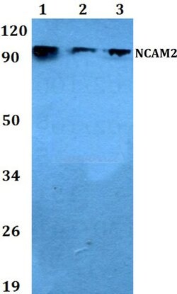Invitrogen NCAM2 Polyclonal Antibody 100 &mu;L; Unconjugated:Antibodies,