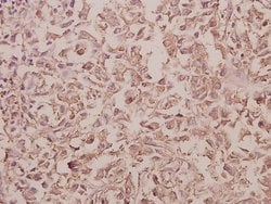 Invitrogen RAB5C Polyclonal Antibody 100 μL; Unconjugated:Antibodies,