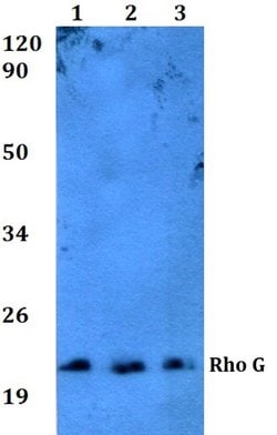 Invitrogen RhoG Polyclonal Antibody 100 &mu;L; Unconjugated:Antibodies,