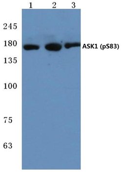Invitrogen Phospho-ASK1 (Ser83) Polyclonal Antibody 100 &mu;L; Unconjugated:Antibodies,