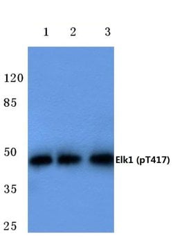 Invitrogen Phospho-ELK1 (Thr417) Polyclonal Antibody 100 &mu;L; Unconjugated:Antibodies,