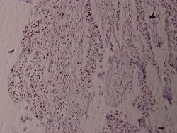 Invitrogen Phospho-Fyn (Tyr530) Polyclonal Antibody 100 &mu;L; Unconjugated:Antibodies,