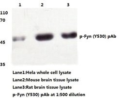 Invitrogen Phospho-Fyn (Tyr530) Polyclonal Antibody 100 &mu;L; Unconjugated:Antibodies,