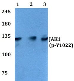 Invitrogen Phospho-JAK1 (Tyr1022) Polyclonal Antibody 100 &mu;L | Buy Online | Invitrogen&trade; | Fisher Scientific