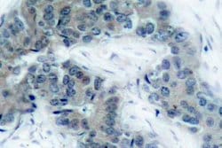 Invitrogen Phospho-JAK2 (Tyr1007) Polyclonal Antibody 100 &mu;L; Unconjugated:Antibodies,