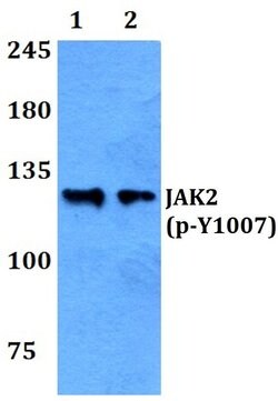 Invitrogen Phospho-JAK2 (Tyr1007) Polyclonal Antibody 100 &mu;L; Unconjugated:Antibodies,
