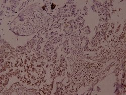 Invitrogen Phospho-JunD (Ser255) Polyclonal Antibody 100 &mu;L; Unconjugated:Antibodies,
