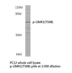 Invitrogen Phospho-LIMK1 (Thr508) Polyclonal Antibody 100 &mu;L; Unconjugated:Antibodies,