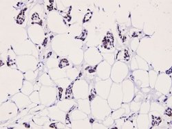 Invitrogen Phospho-LIMK2 (Thr505) Polyclonal Antibody 100 &mu;L | Buy Online | Invitrogen&trade; | Fisher Scientific