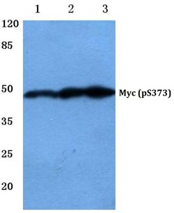 Invitrogen Phospho-c-Myc (Ser373) Polyclonal Antibody 100 &mu;L; Unconjugated:Antibodies,