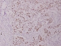Invitrogen Phospho-c-Myc (Thr358) Polyclonal Antibody 100 &mu;L; Unconjugated:Antibodies,