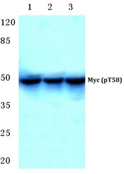 Invitrogen Phospho-c-Myc (Thr58) Polyclonal Antibody 100 &mu;L; Unconjugated:Antibodies,