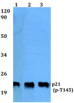 Phospho-p21 (Thr145) Rabbit anti-Human, Mouse, Rat, Polyclonal, Invitrogen 100 &mu;L | Buy Online | Invitrogen | Fisher Scientific