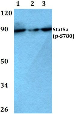 Invitrogen Phospho-STAT5 alpha (Ser780) Polyclonal Antibody 100 &mu;L;