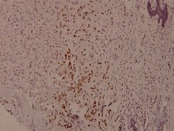 Invitrogen Phospho-Syk (Tyr525) Polyclonal Antibody 100 &mu;L; Unconjugated:Antibodies,