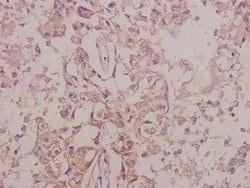 Invitrogen Phospho-TrkB (Tyr516) Polyclonal Antibody 100 &mu;L | Buy Online | Invitrogen&trade; | Fisher Scientific