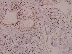 Invitrogen Phospho-VAV1 (Tyr174) Polyclonal Antibody 100 &mu;L; Unconjugated:Antibodies,