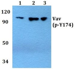 Invitrogen Phospho-VAV1 (Tyr174) Polyclonal Antibody 100 &mu;L; Unconjugated:Antibodies,