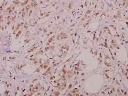 Invitrogen Phospho-BIK (Thr33) Polyclonal Antibody 100 &mu;L; Unconjugated:Antibodies,