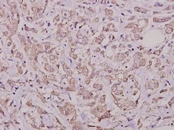Invitrogen Phospho-Cdc25A (Ser76) Polyclonal Antibody 100 &mu;L; Unconjugated:Antibodies,