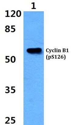 Invitrogen Phospho-Cyclin B1 (Ser126) Polyclonal Antibody 100 &mu;L; Unconjugated:Antibodies,