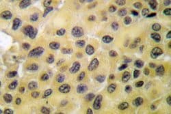 Invitrogen Phospho-GRF-1 (Tyr1105) Polyclonal Antibody 100 &mu;L; Unconjugated:Antibodies,