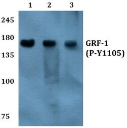 Invitrogen Phospho-GRF-1 (Tyr1105) Polyclonal Antibody 100 &mu;L; Unconjugated:Antibodies,