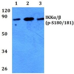Invitrogen Phospho-IKK alpha/beta (Ser180, Ser181) Polyclonal Antibody