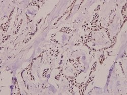 Invitrogen Phospho-Ku80 (Thr714) Polyclonal Antibody 100 &mu;L; Unconjugated:Antibodies,