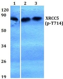 Invitrogen Phospho-Ku80 (Thr714) Polyclonal Antibody 100 &mu;L; Unconjugated:Antibodies,