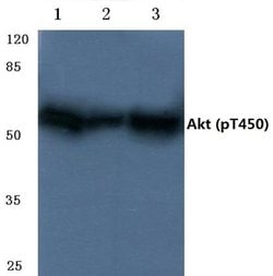Invitrogen Phospho-AKT Pan (Thr450, Thr451, Thr447) Polyclonal Antibody