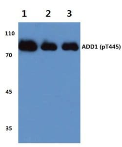 Invitrogen Phospho-alpha Adducin (Thr445) Polyclonal Antibody 100 &mu;L;