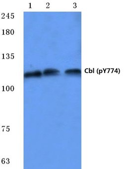 Invitrogen Phospho-c-Cbl (Tyr774) Polyclonal Antibody 100 &mu;L; Unconjugated:Antibodies,