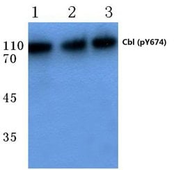 Invitrogen Phospho-c-Cbl (Tyr674) Polyclonal Antibody 100 &mu;L; Unconjugated:Antibodies,
