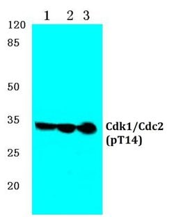 Invitrogen Phospho-CDK1 (Thr14) Polyclonal Antibody 100 &mu;L; Unconjugated:Antibodies,