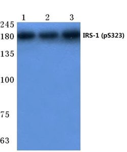 Invitrogen Phospho-IRS1 (Ser323) Polyclonal Antibody 100 &mu;L; Unconjugated:Antibodies,