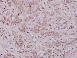 Phospho-Bcl-X (Thr47) Polyclonal Antibody, Invitrogen 100 &mu;L; Unconjugated:Antibodies,