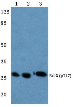 Phospho-Bcl-X (Thr47) Polyclonal Antibody, Invitrogen 100 &mu;L; Unconjugated:Antibodies,