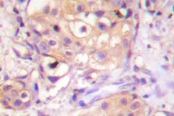 Invitrogen Phospho-PKC Pan (Thr497) Polyclonal Antibody 100 &mu;L; Unconjugated:Antibodies,