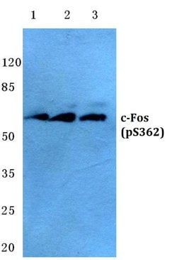 Invitrogen Phospho-c-Fos (Ser362) Polyclonal Antibody 100 &mu;L; Unconjugated:Antibodies,